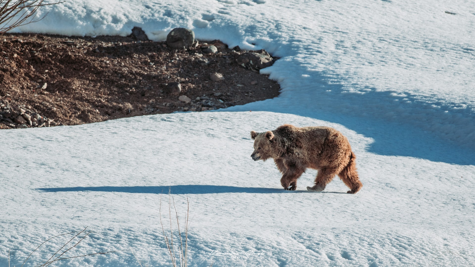 Himalayan Brown Bear